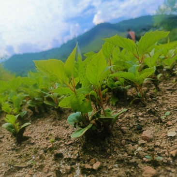 五味子种苗，一年苗，无病害，自己家的苗子