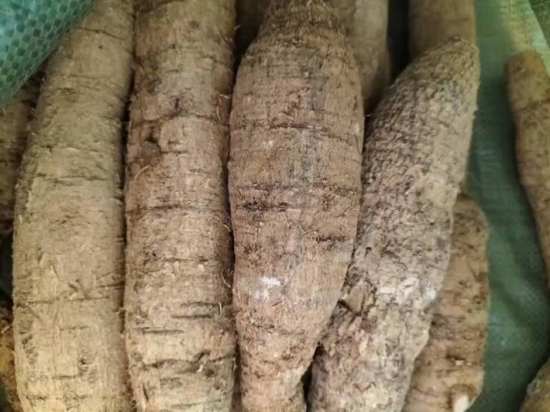 新鲜牛大力，中叶牛，小牛，中牛，大牛煲汤泡酒靓货口味甘甜
