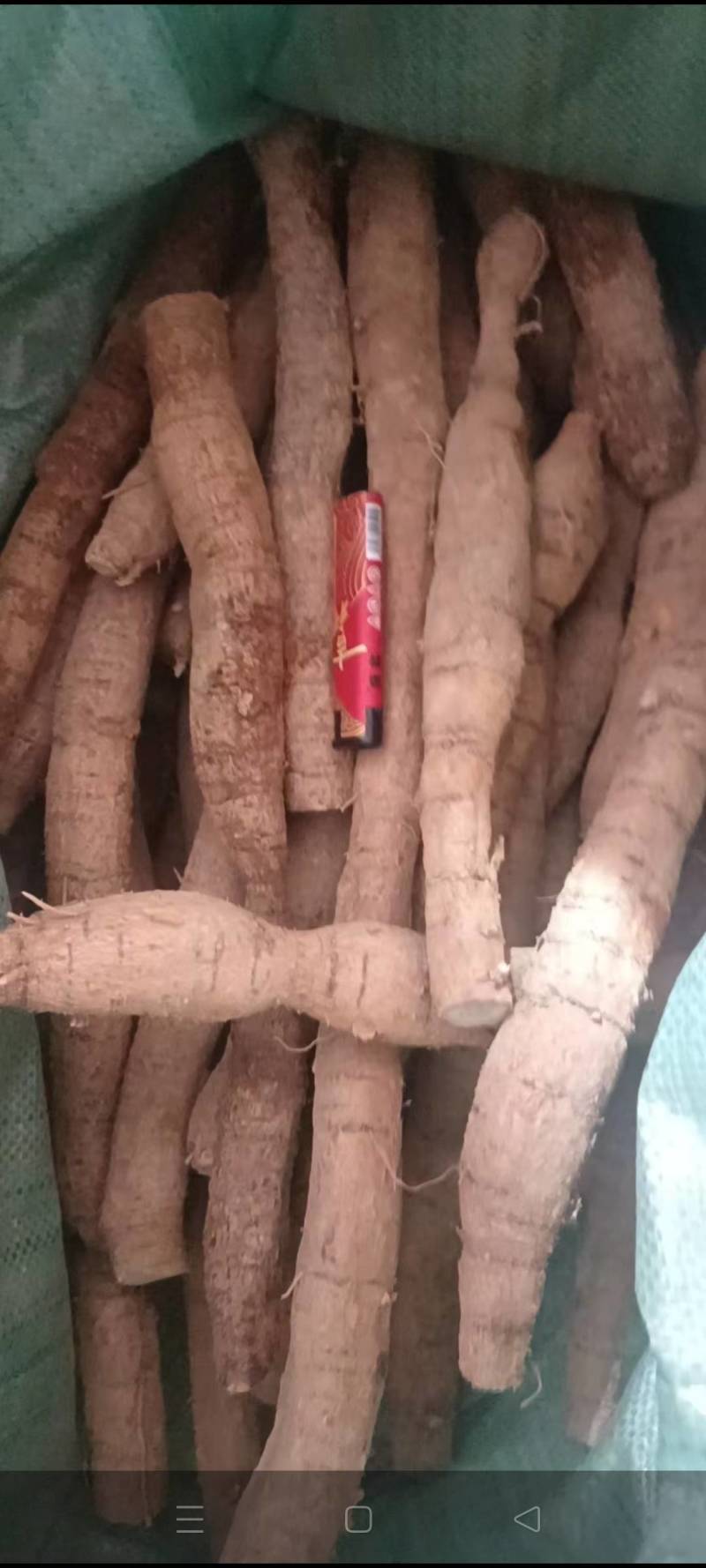 新鲜牛大力，中叶牛，小牛，中牛，大牛煲汤泡酒靓货口味甘甜