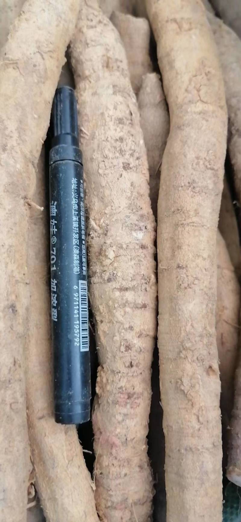 新鲜牛大力，中叶牛，小牛，中牛，大牛煲汤泡酒靓货口味甘甜
