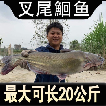 优质叉尾鱼苗广东叉尾鮰鱼苗斑点叉尾鱼苗批发，包邮