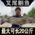优质叉尾鱼苗广东叉尾鮰鱼苗斑点叉尾鱼苗批发，包邮