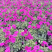 120#牵牛花基地大量有货