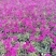 120#牵牛花基地大量有货
