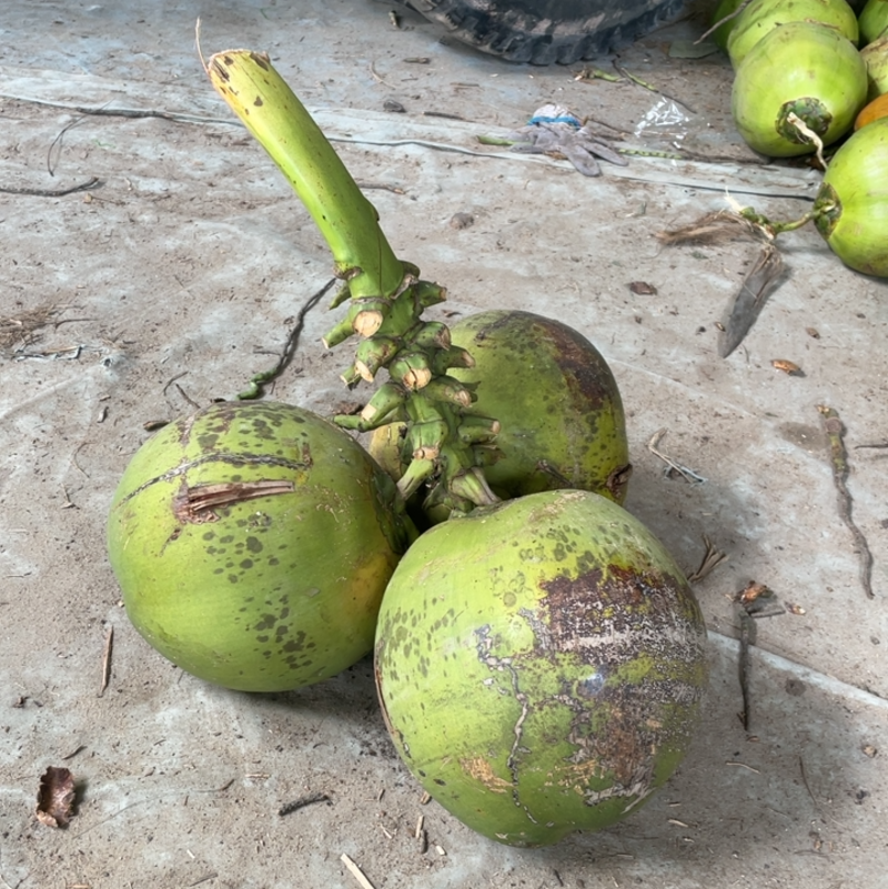 海南椰子青果，货源充足稳定，大果汁多，批发价优