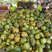 海南椰子青果，货源充足稳定，大果汁多，批发价优