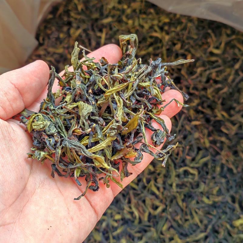 土山茶高山茶叶惠来土山茶诏安八仙茶潮汕土山茶叶1斤大坪茶