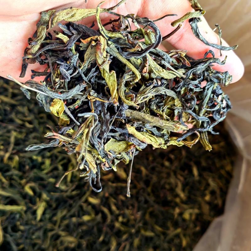 土山茶高山茶叶惠来土山茶诏安八仙茶潮汕土山茶叶1斤大坪茶