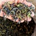 土山茶高山茶叶惠来土山茶诏安八仙茶潮汕土山茶叶1斤大坪茶