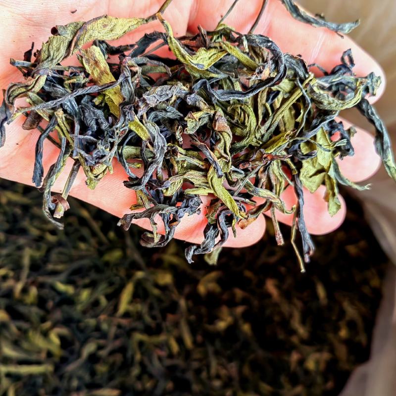 土山茶高山茶叶惠来土山茶诏安八仙茶潮汕土山茶叶1斤大坪茶