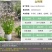 山桃草种子庭院春播花草秋播四季易种室内花卉种子阳台盆栽花