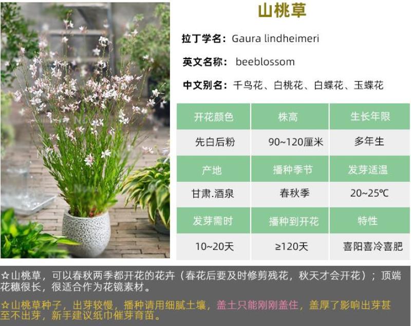 山桃草种子庭院春播花草秋播四季易种室内花卉种子阳台盆栽花