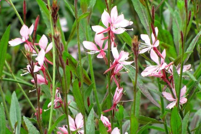 山桃草种子庭院春播花草秋播四季易种室内花卉种子阳台盆栽花