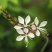 山桃草种子庭院春播花草秋播四季易种室内花卉种子阳台盆栽花