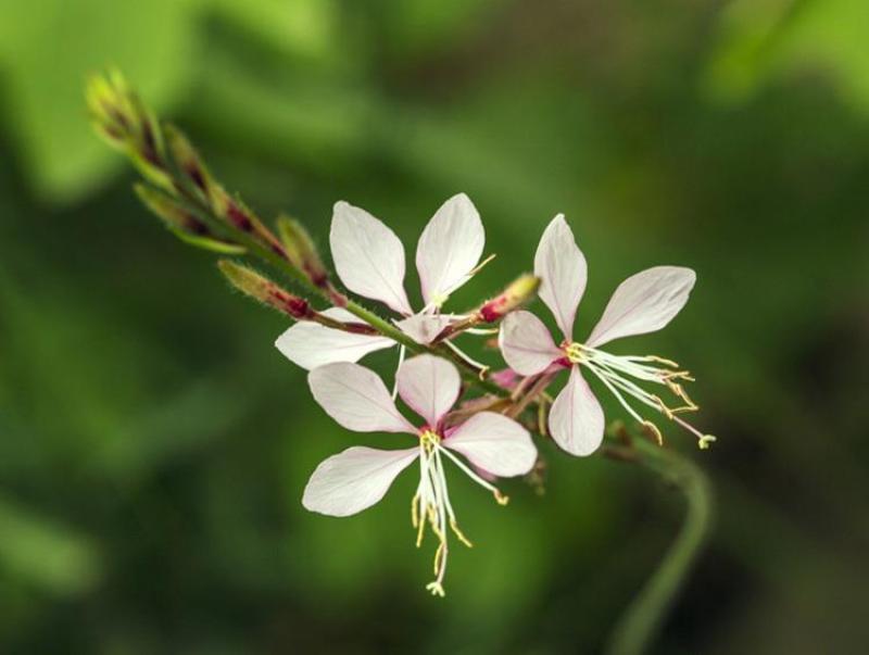 山桃草种子庭院春播花草秋播四季易种室内花卉种子阳台盆栽花