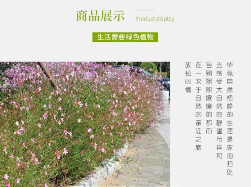 山桃草种子庭院春播花草秋播四季易种室内花卉种子阳台盆栽花