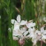 山桃草种子庭院春播花草秋播四季易种室内花卉种子阳台盆栽花