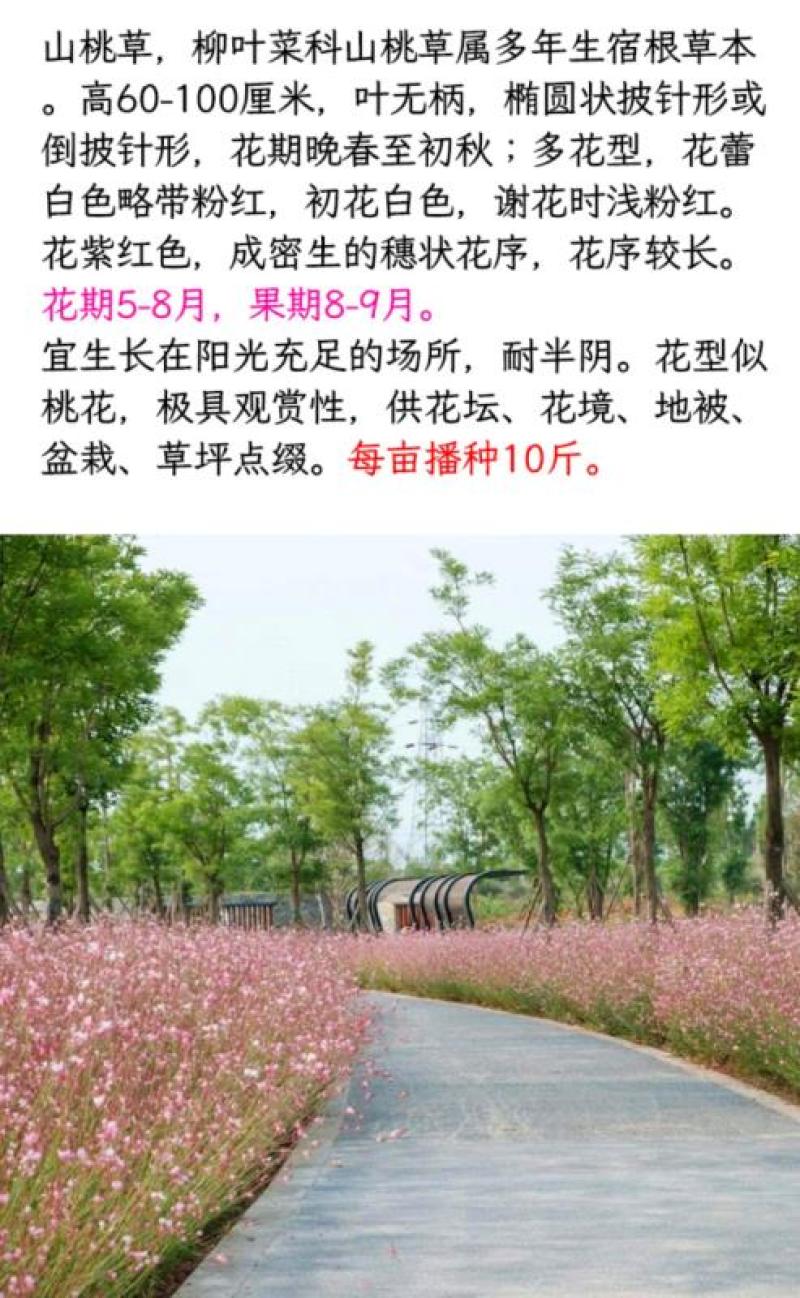 山桃草种子庭院春播花草秋播四季易种室内花卉种子阳台盆栽花