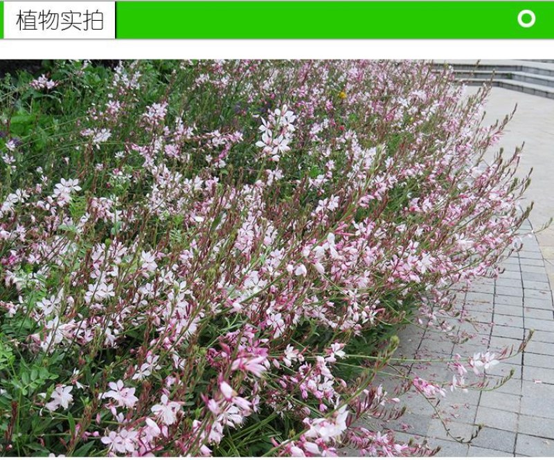 山桃草种子庭院春播花草秋播四季易种室内花卉种子阳台盆栽花