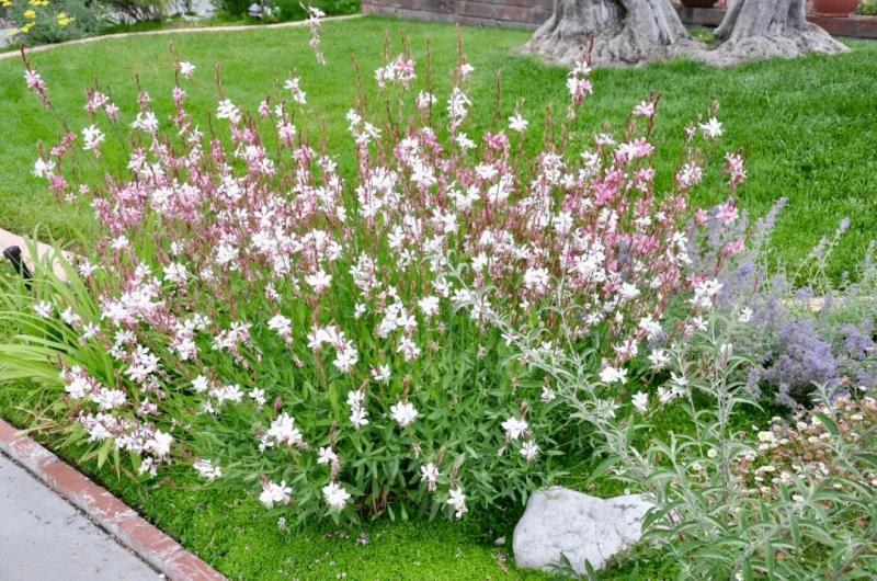 山桃草种子庭院春播花草秋播四季易种室内花卉种子阳台盆栽花