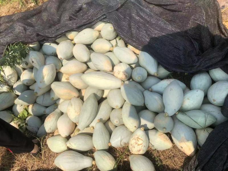【本周热销产品】橄榄型清蒸金瓜，粉糯香甜，板栗味