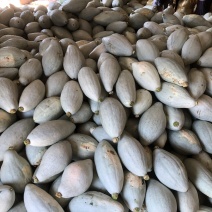 【本周热销产品】橄榄型清蒸金瓜，粉糯香甜，板栗味