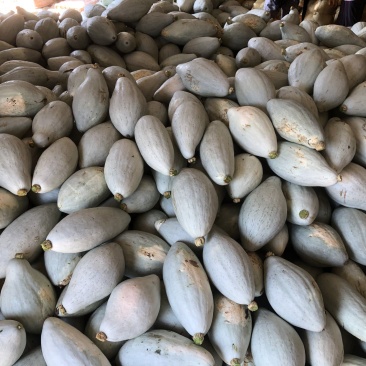 【本周热销产品】橄榄型清蒸金瓜，粉糯香甜，板栗味