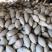 【本周热销产品】橄榄型清蒸金瓜，粉糯香甜，板栗味