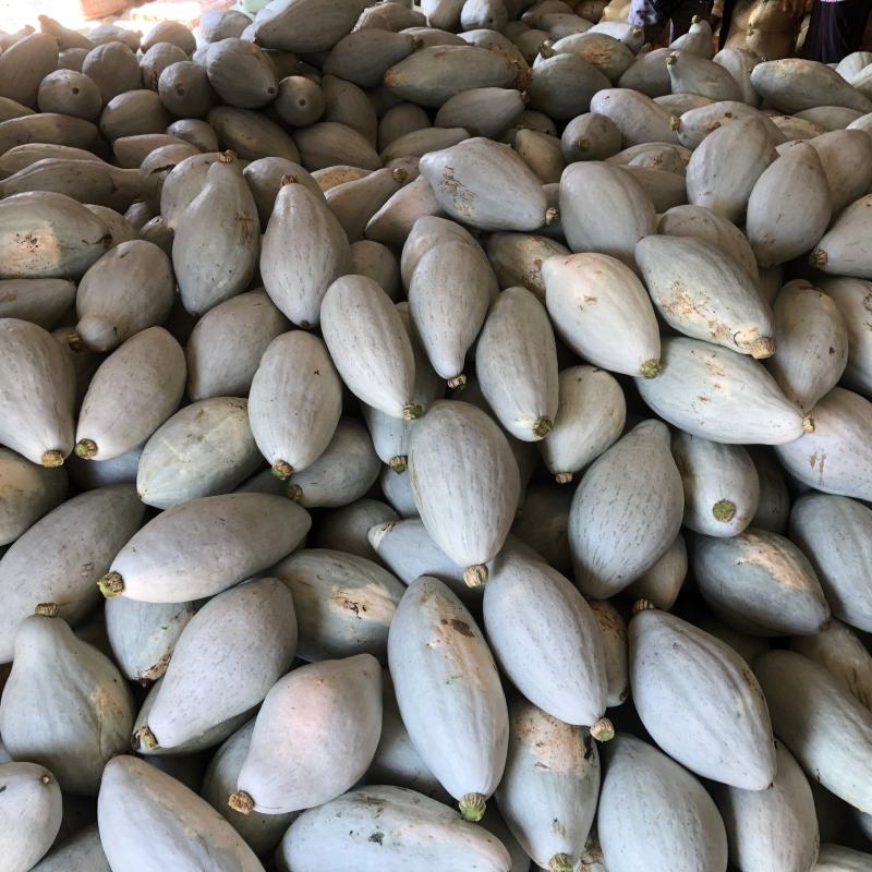 【本周热销产品】橄榄型清蒸金瓜，粉糯香甜，板栗味