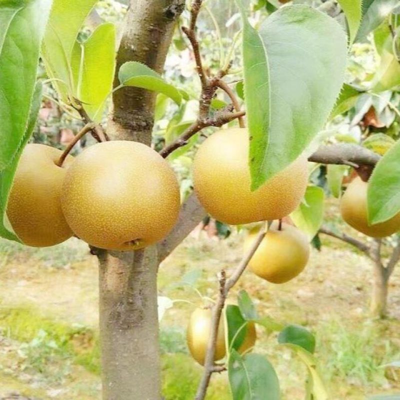 梨圆黄梨湖北圆黄梨个头大果形好汁水多大量供应