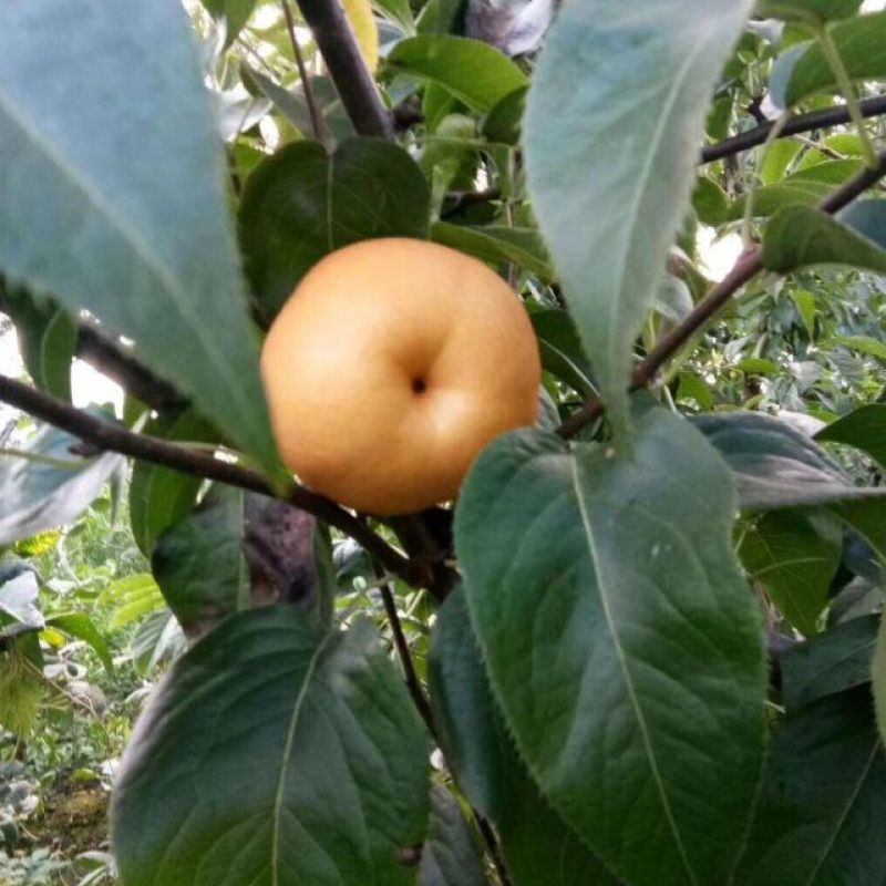 梨圆黄梨湖北圆黄梨个头大果形好汁水多大量供应