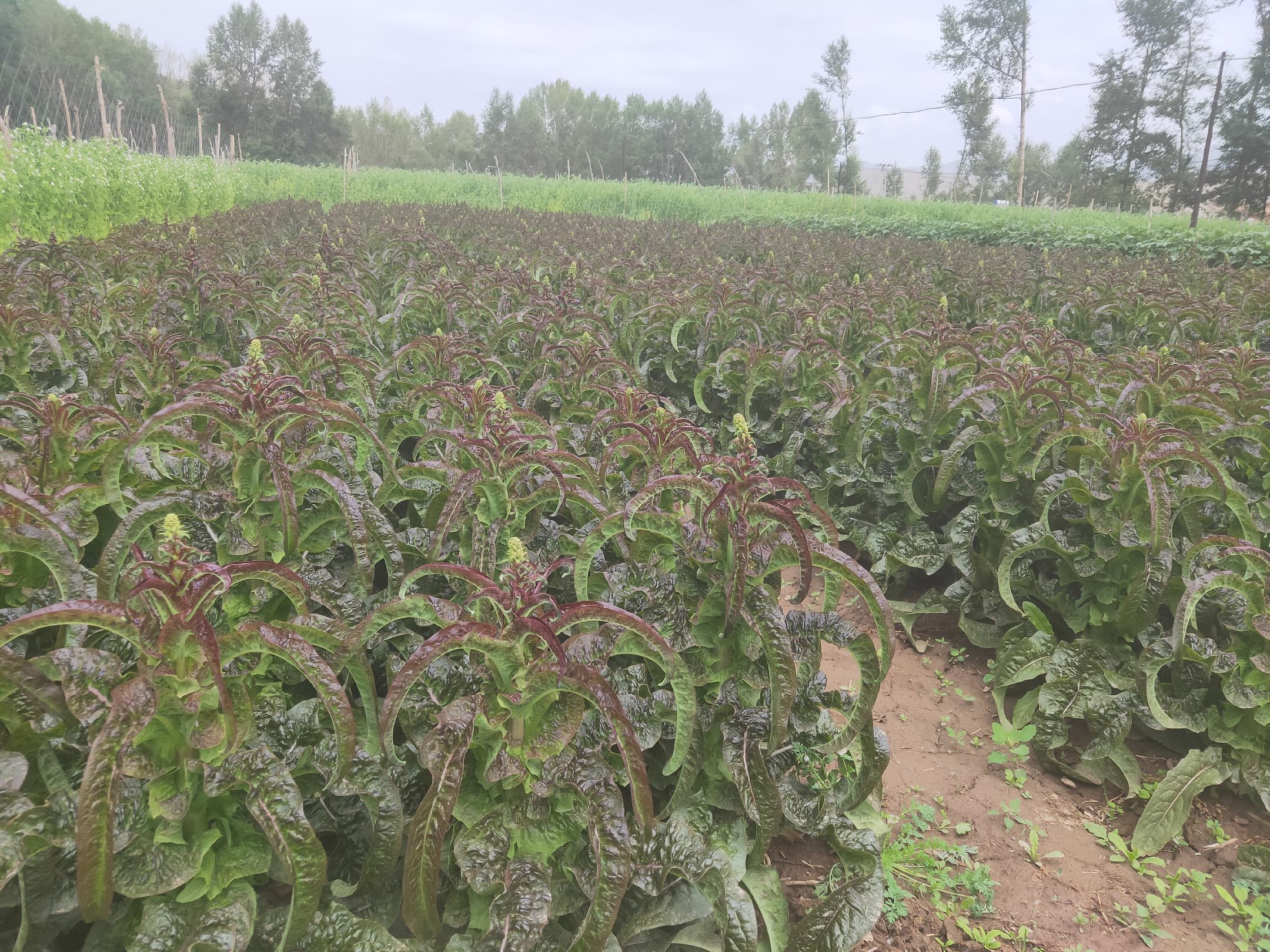 展示湖北某地红菜苔种植基地的实景照片 红菜苔种植地实景图