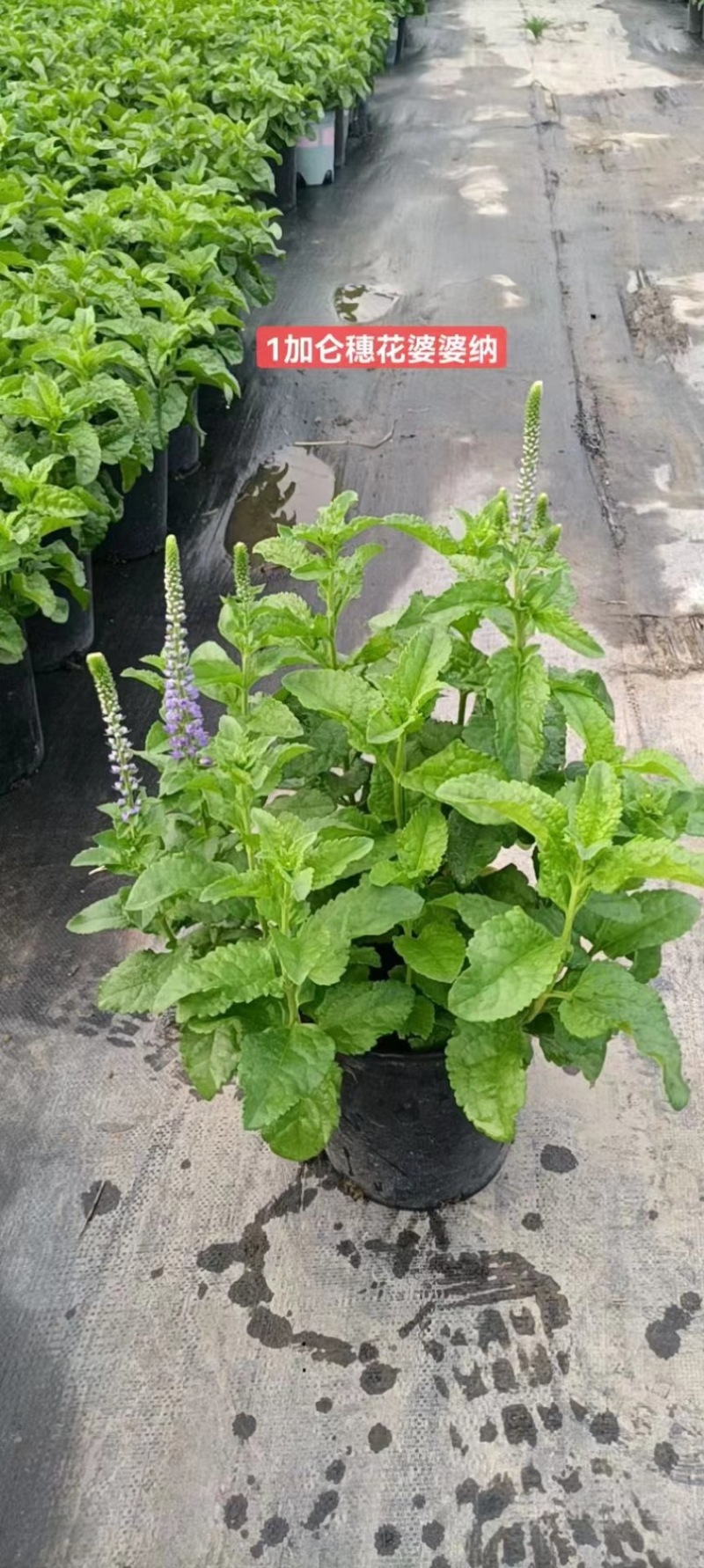 一加仑穗花婆婆纳