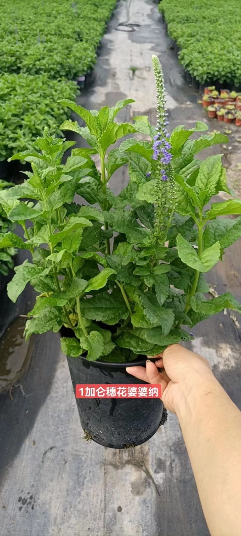 一加仑穗花婆婆纳