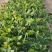 甜宝草莓苗青岛平度甜宝草莓苗大量上市天使8号大量出售