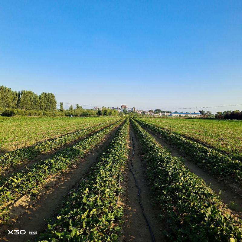 甜宝草莓苗青岛平度甜宝草莓苗大量上市天使8号大量出售
