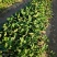 甜宝草莓苗青岛平度甜宝草莓苗大量上市天使8号大量出售