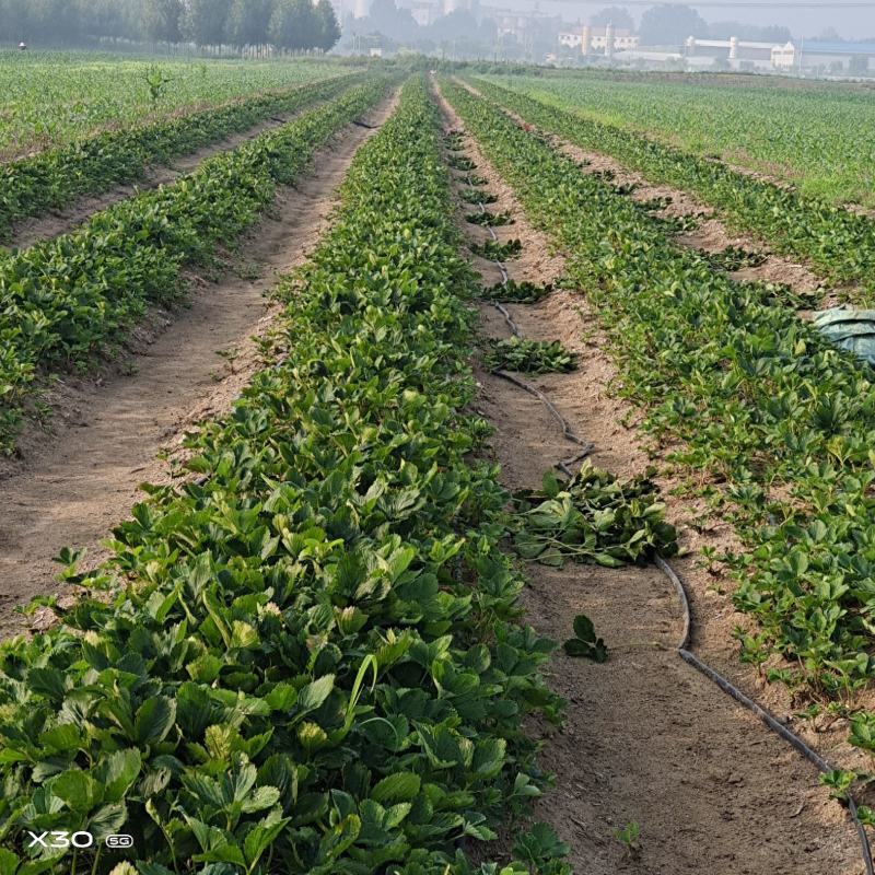 甜宝草莓苗青岛平度甜宝草莓苗大量上市天使8号大量出售