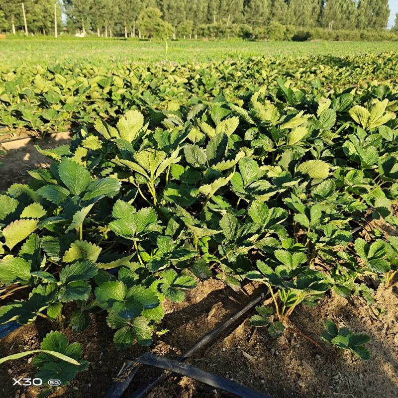 甜宝草莓苗青岛平度甜宝草莓苗大量上市天使8号大量出售
