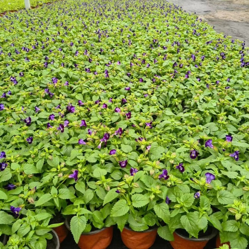 120#夏堇基地大量生产