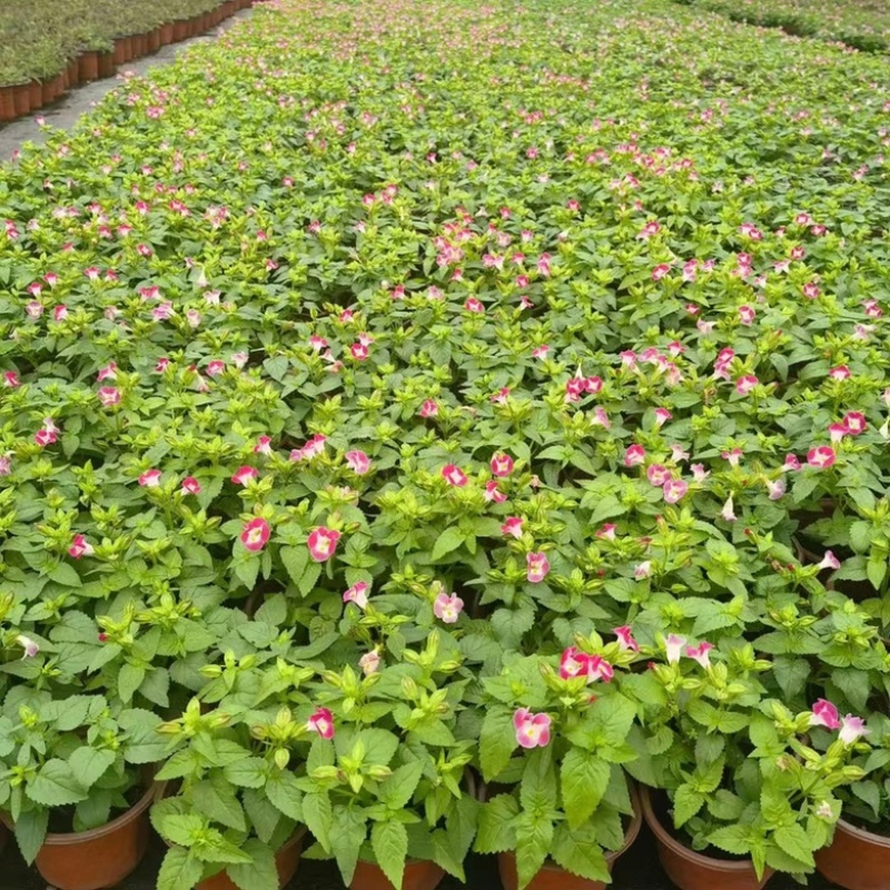 120#夏堇基地大量生产