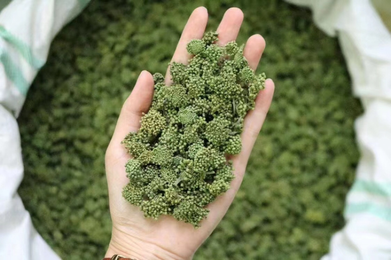 三七花，文山三七，三七花两年花，三七花三年花，颜色绿