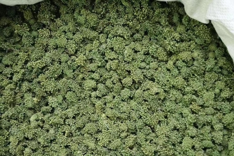 三七花，文山三七，三七花两年花，三七花三年花，颜色绿