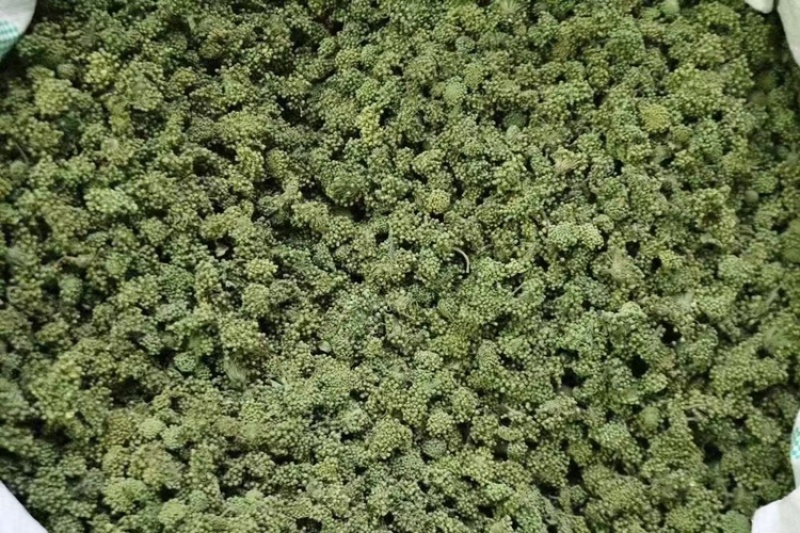 三七花，文山三七，三七花两年花，三七花三年花，颜色绿
