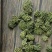 三七花，文山三七，三七花两年花，三七花三年花，颜色绿