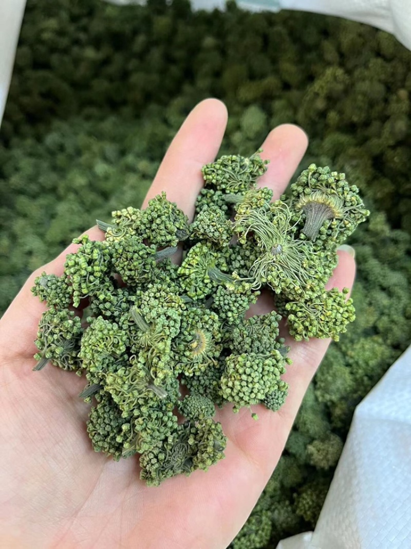 三七花，文山三七，三七花两年花，三七花三年花，颜色绿