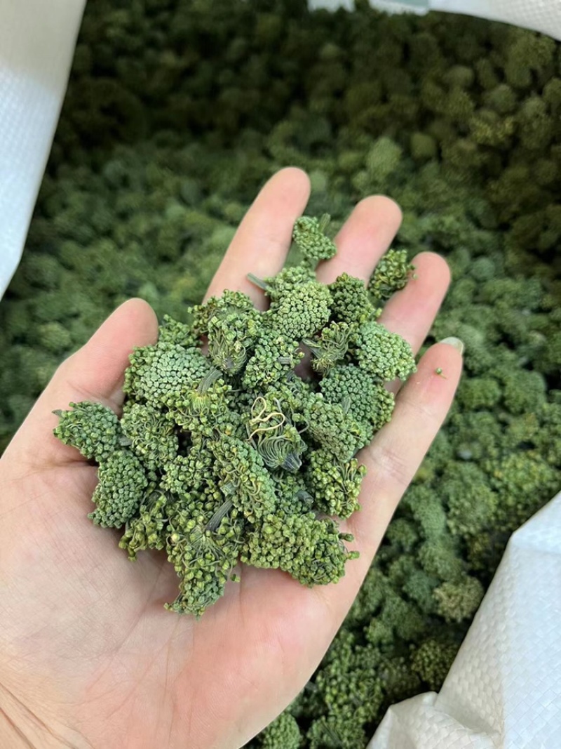 三七花，文山三七，三七花两年花，三七花三年花，颜色绿