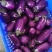 江西圆茄大量上市基地直发诚信经营欢迎咨询