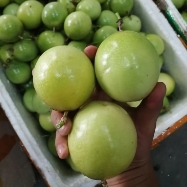 钦蜜9号百香果产地代办供应全国批发市场电商落地配