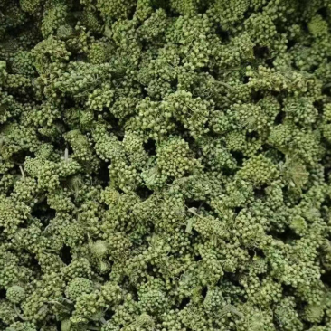 三七花，文山三七，三七花两年花，三七花三年花，颜色绿
